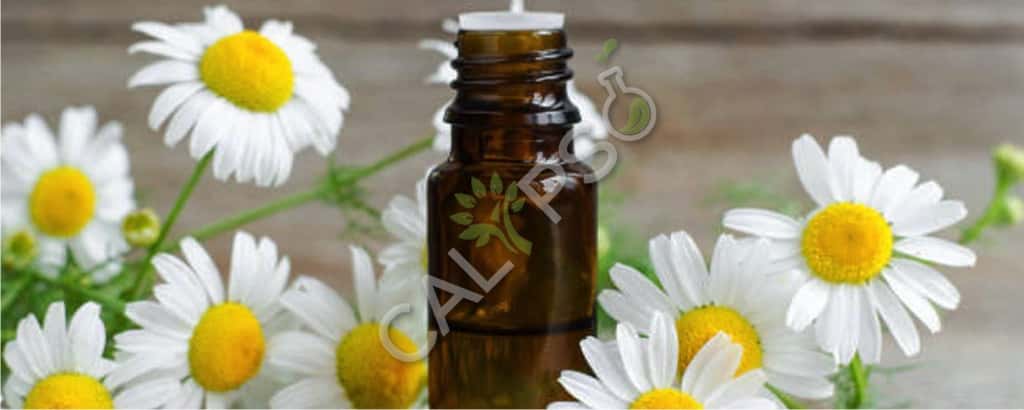 Olio essenziale tedesco della camomilla